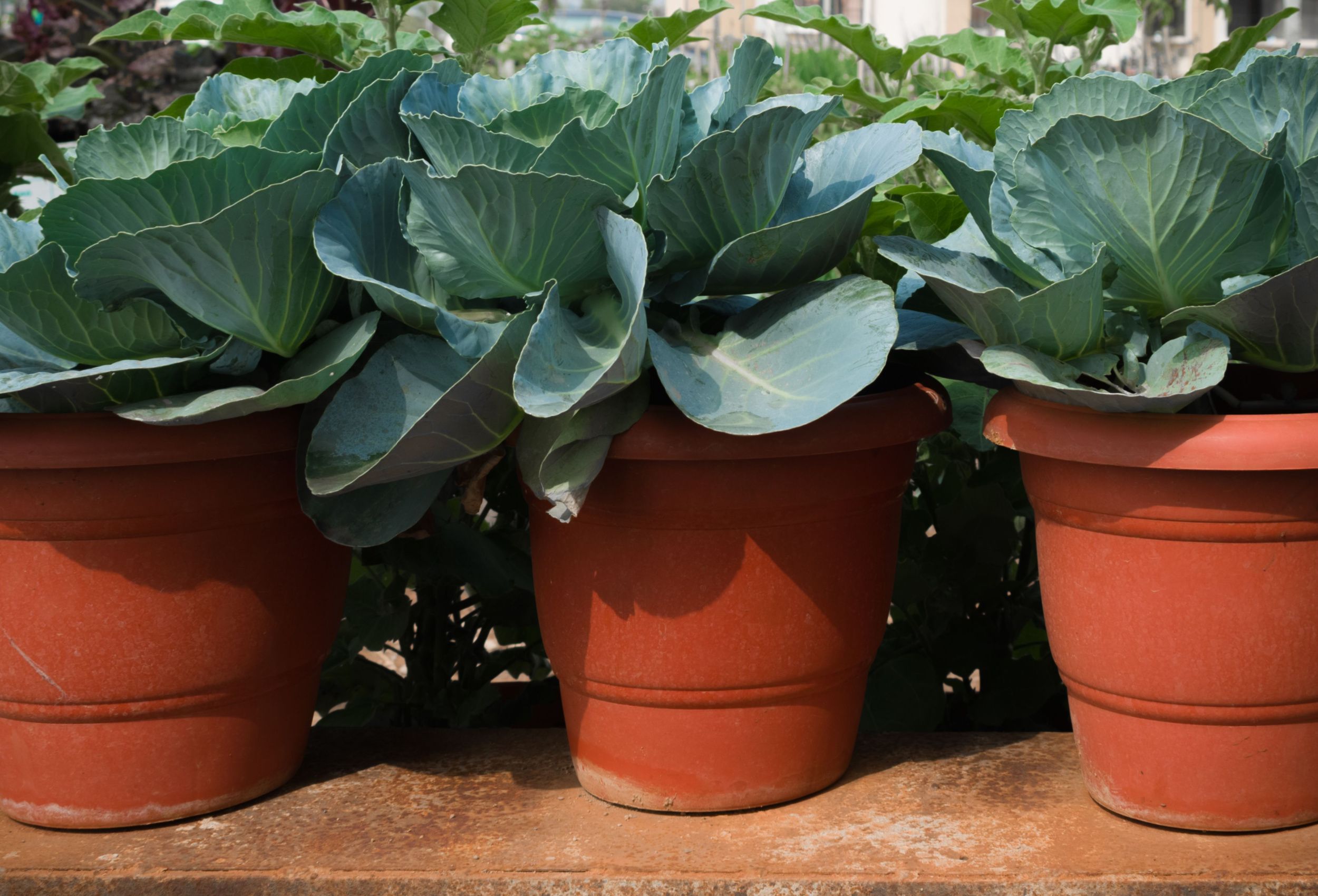 anthurium and orchid Anthurium & Orchid Potting Mix