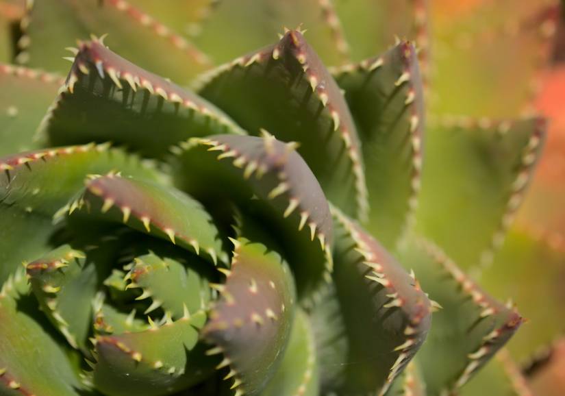 aloe vera buy Aloe Vera main image 0