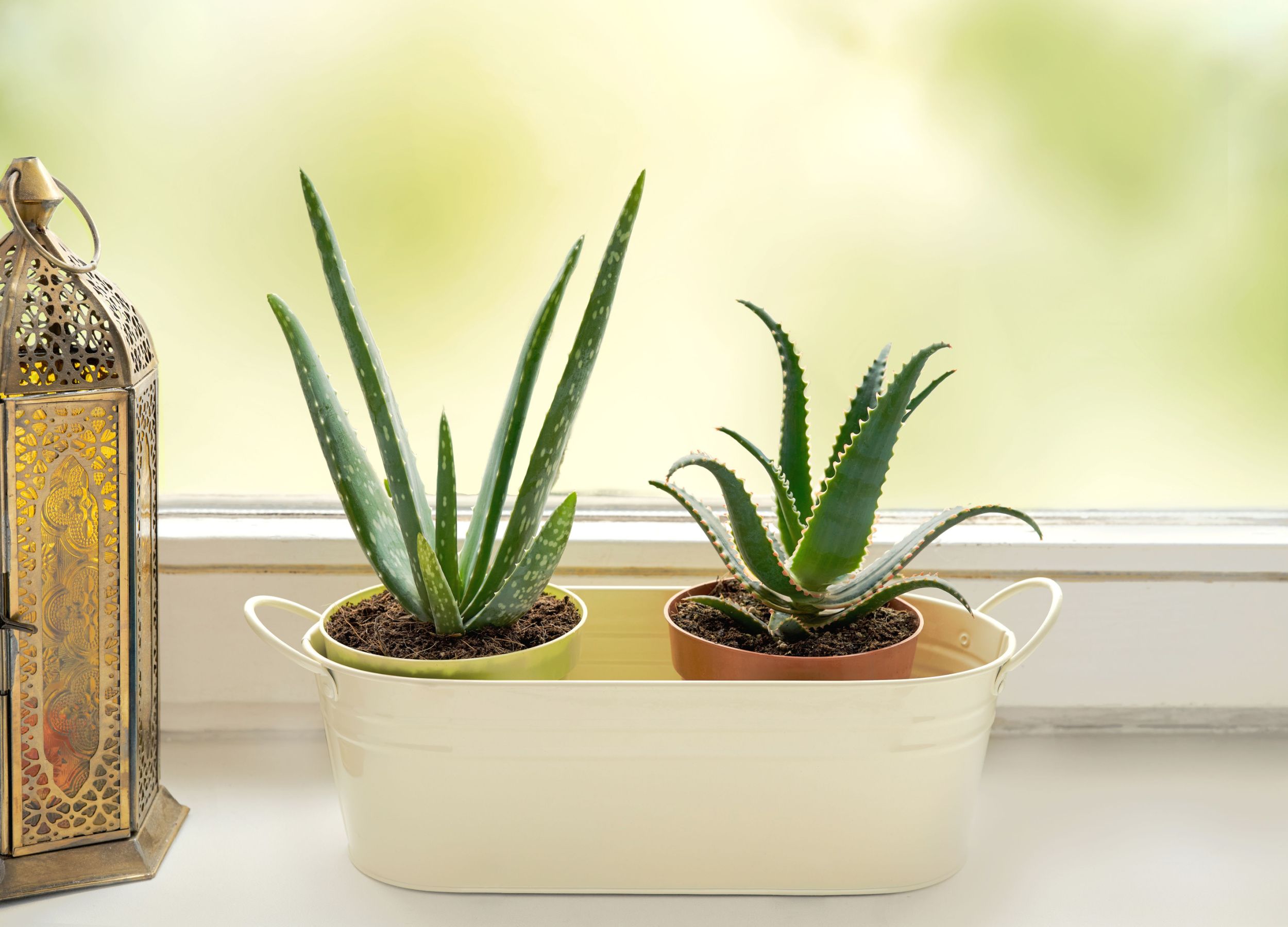 aloe vera hydrogel Aloe Vera 92% Hydrogel main image 1