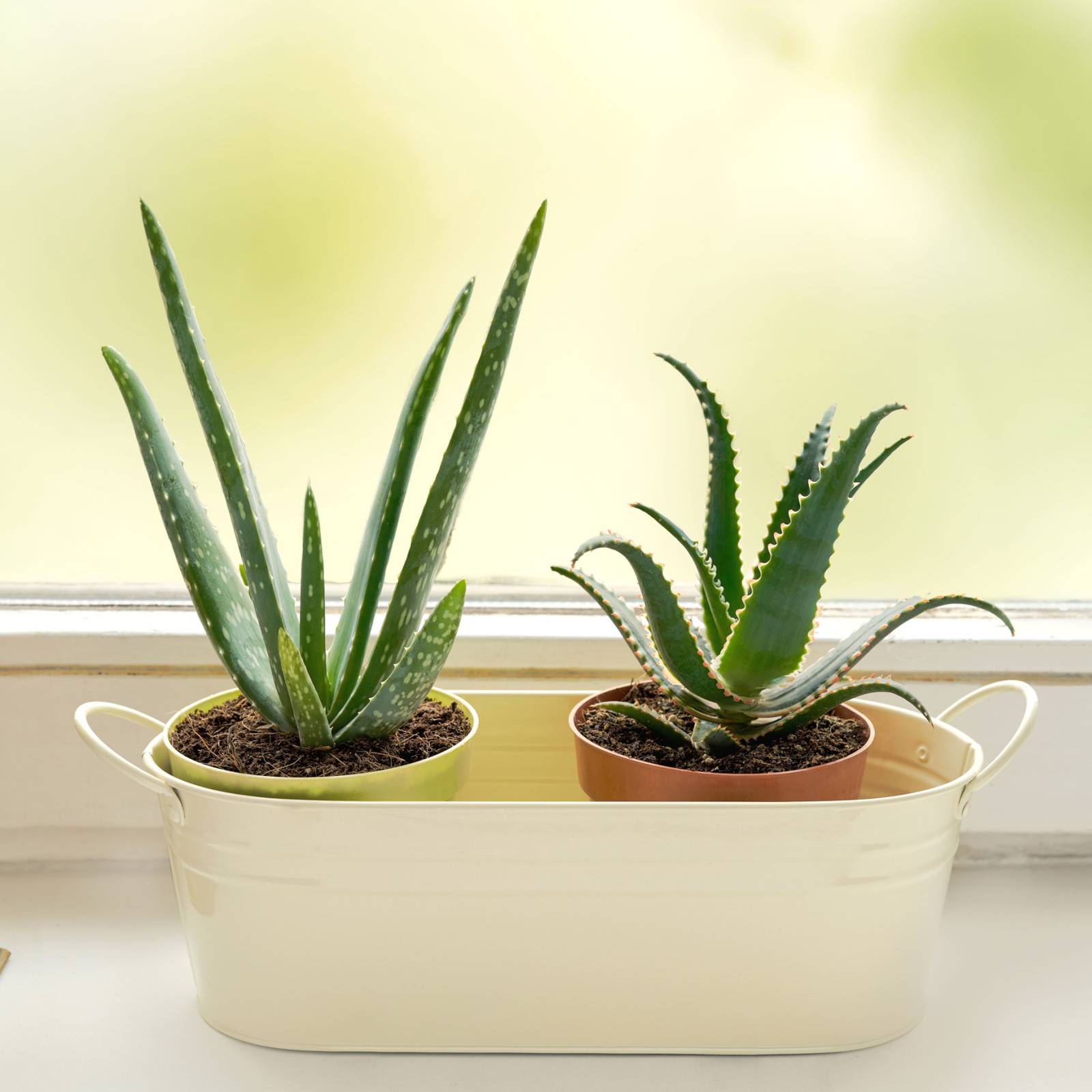5 Types of Aloe Plants You Can Grow at Home