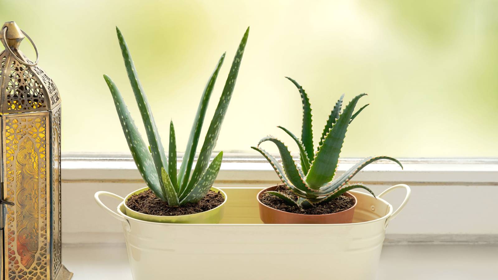 aloe vera kabak lifli sabun Kabak Lifli Aloe Vera ve Kabak Lifli Ballı Eşek Sütlü Sabun – Benim Huzurlu  Bahçem main image 0