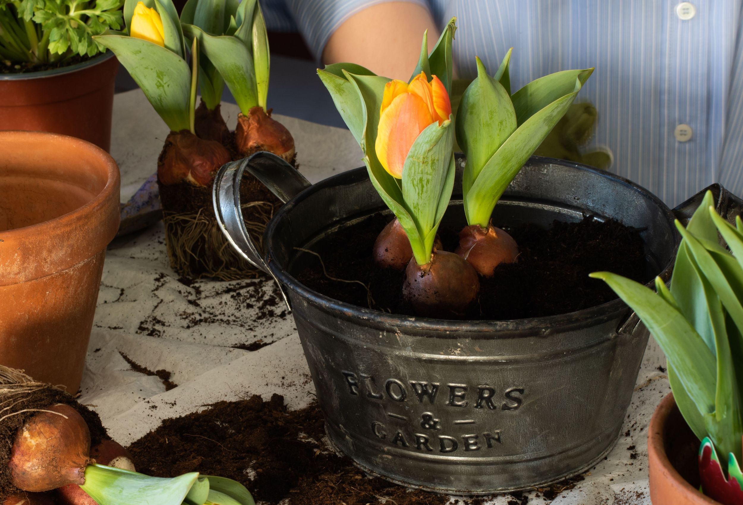 6 Tips for Growing Tulips in Pots