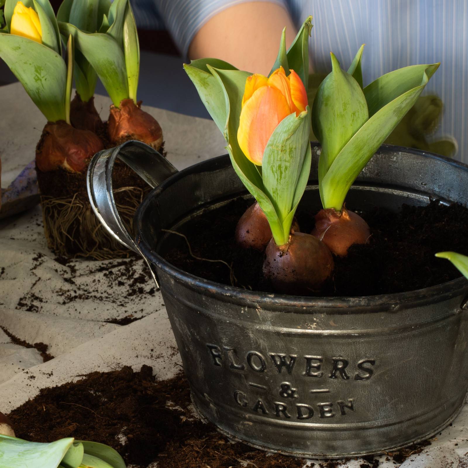 lily plant indoor Peace Lily Plant in 10 Inch Decor Pot main image 0