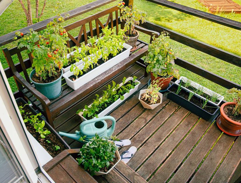 6 Tips For a Successful Balcony Garden