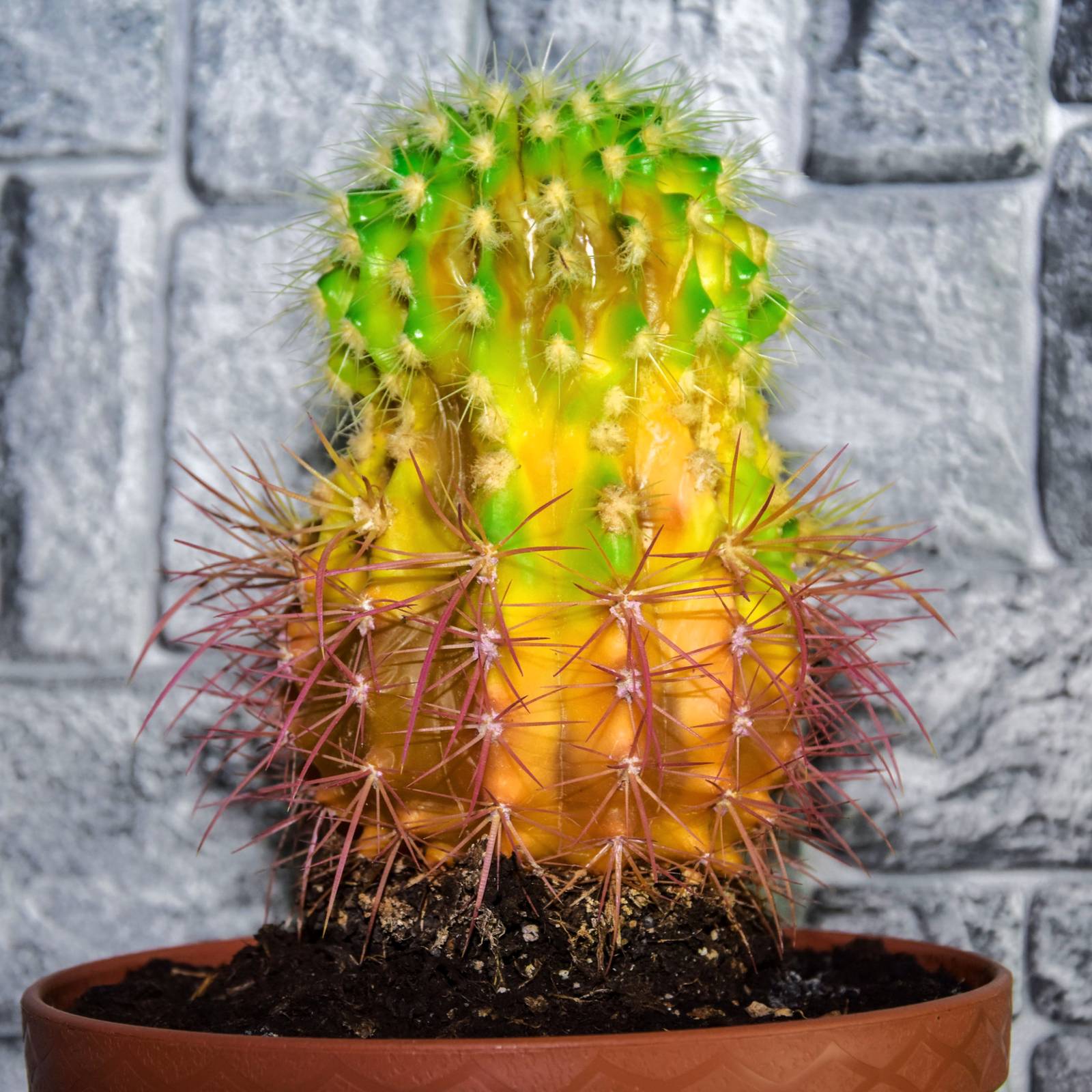 Why Your Cactus Is Turning Yellow