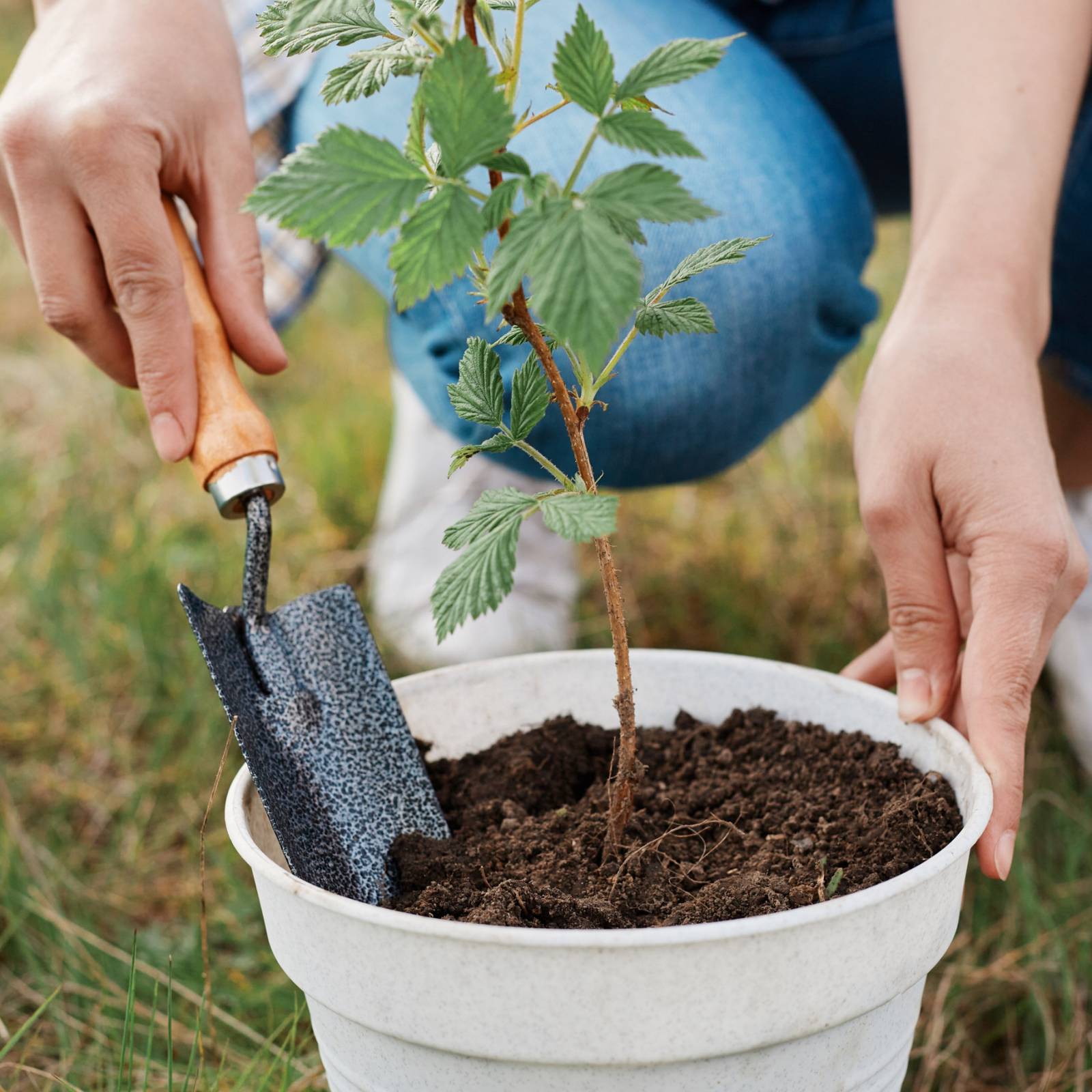 6 Tips For Growing Raspberries in Pots