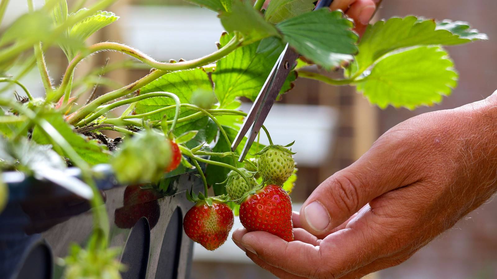 How to Grow Strawberries in Pots