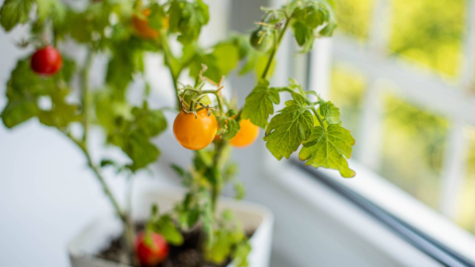 9 Tips For Growing Tomatoes in Pots