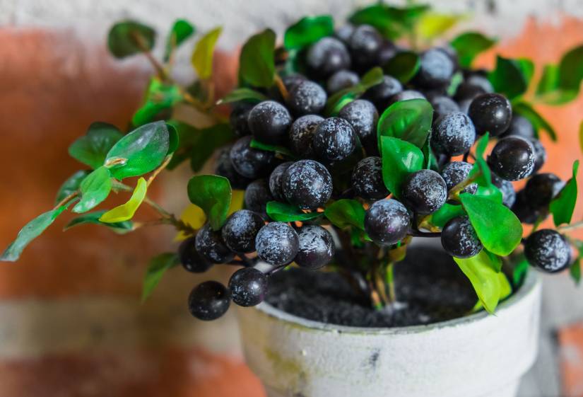 When's the Best Time to Plant Your Blueberry Bush?