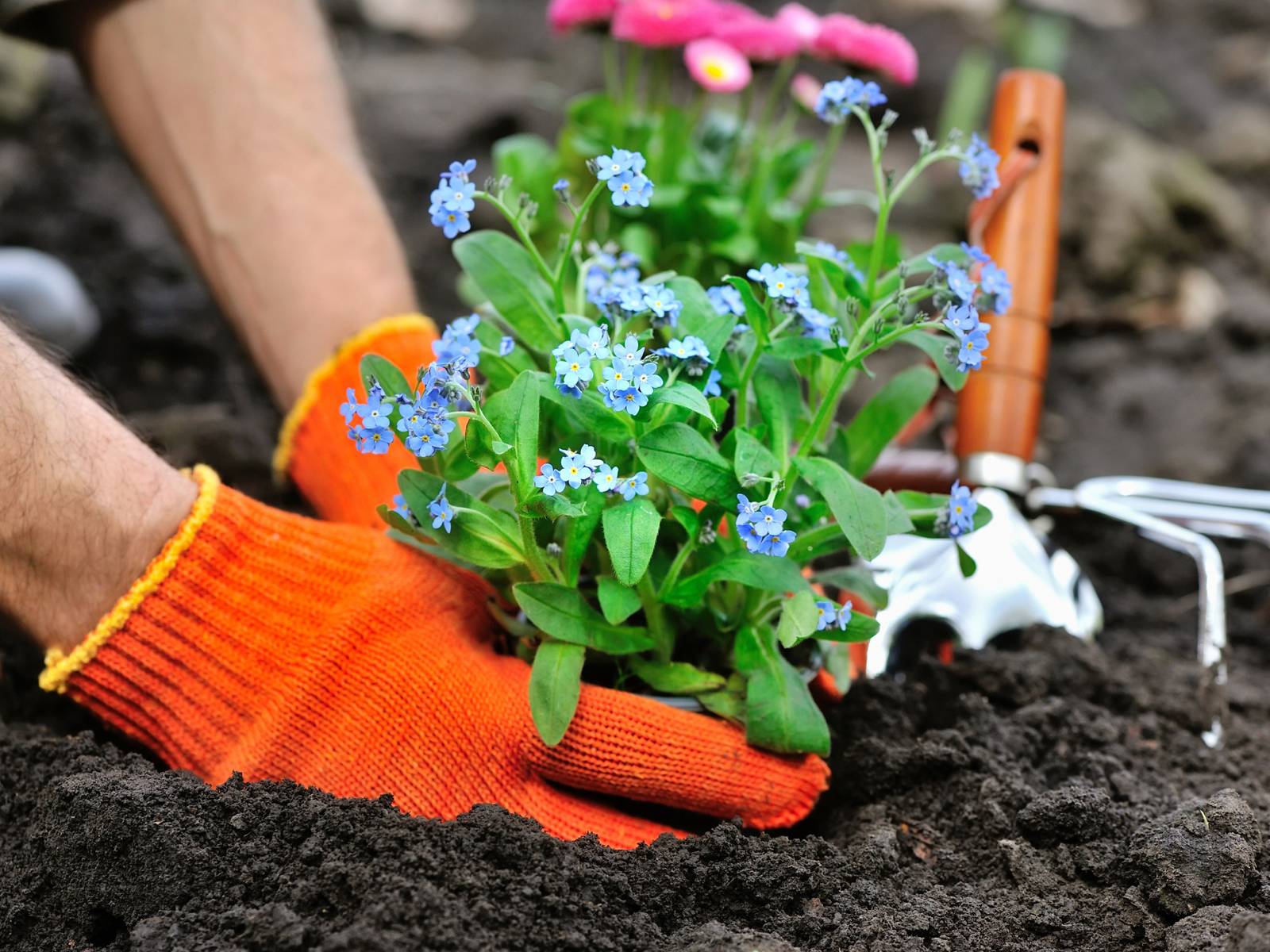 How to Plant Flowers in Your Garden