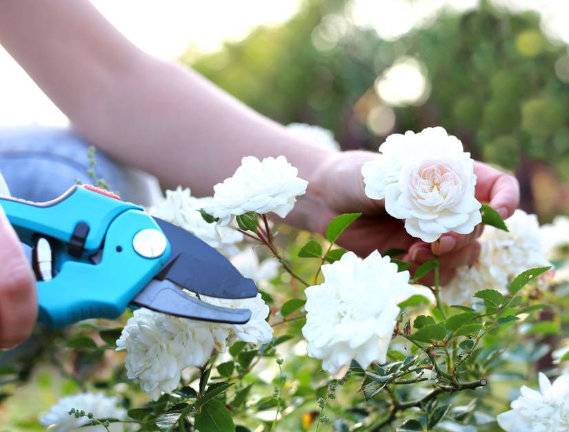 The Best Time to Prune Your Roses