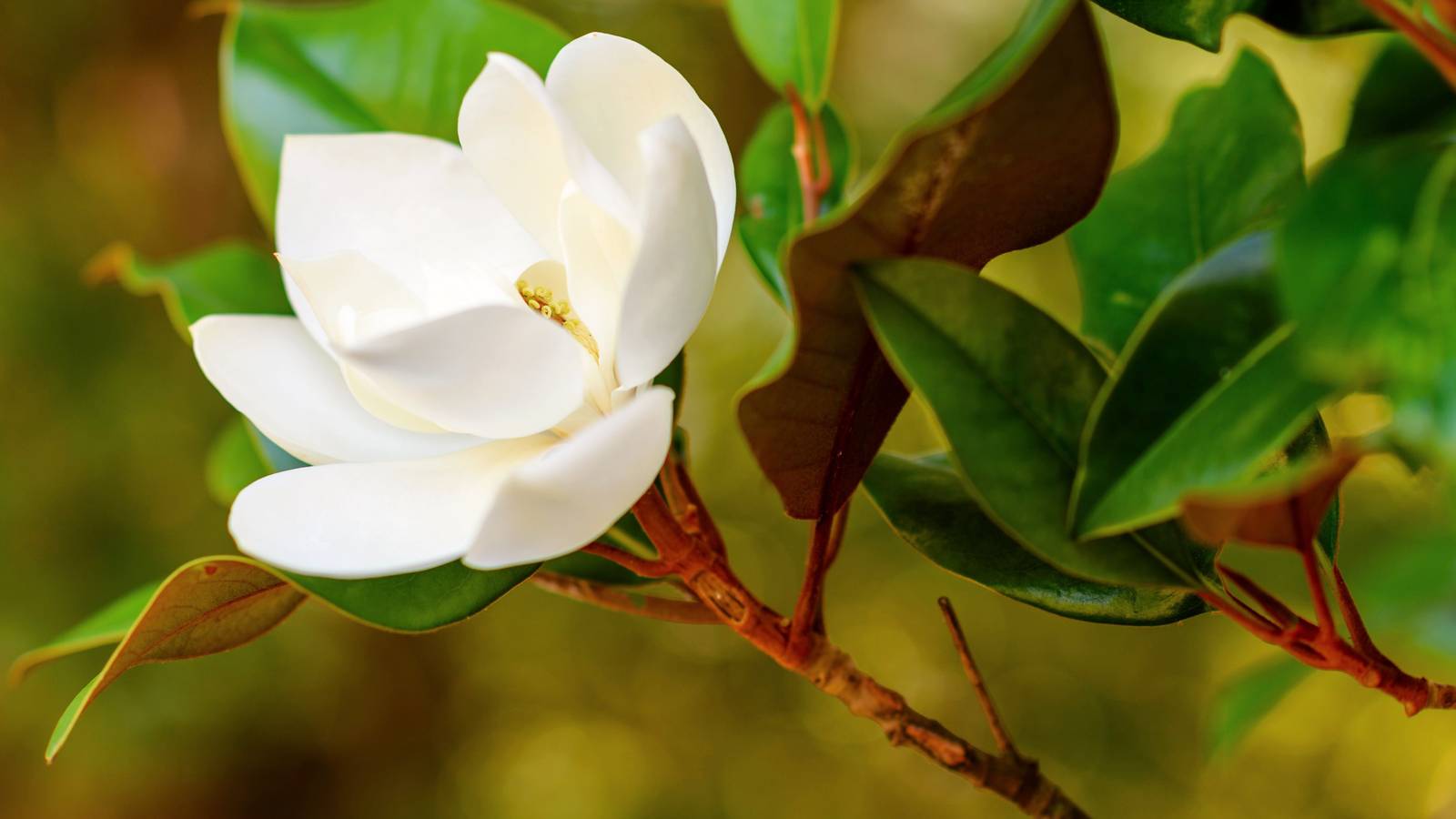 Tree Flowwrs 7 Types of Flowering Trees to Beautify Your Landscape