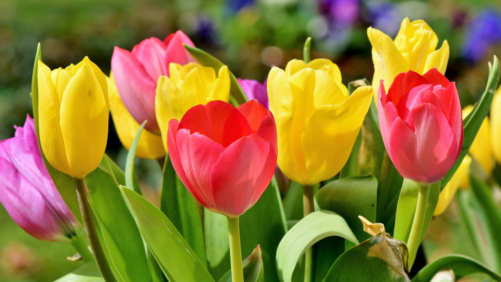 7 Types of Tulips for Your Spring Garden