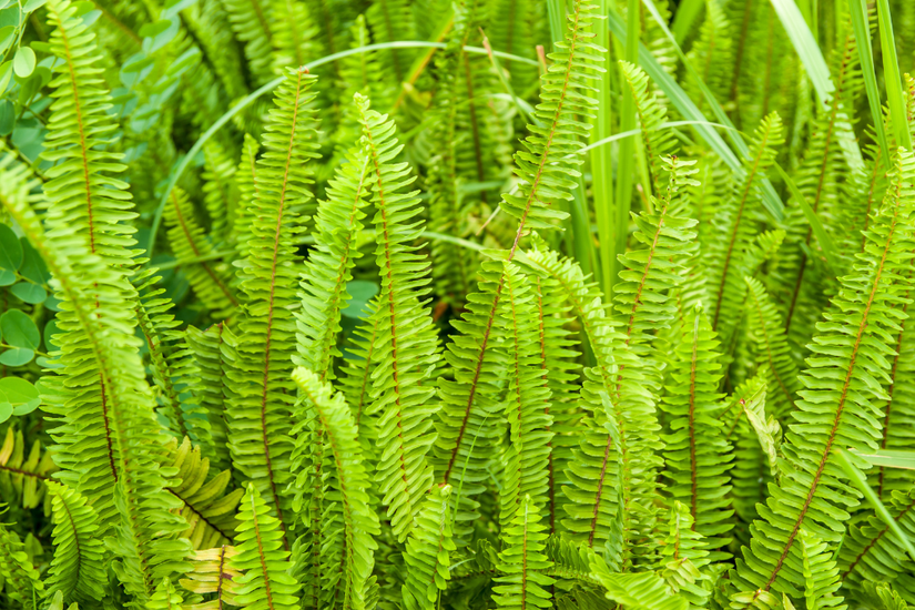 8 Plants That Don't Need Sunlight