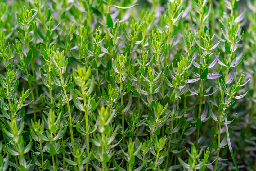How to Grow and Care for Thyme