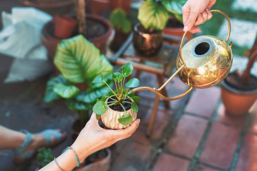 3 Tips For Growing a Chinese Money Plant