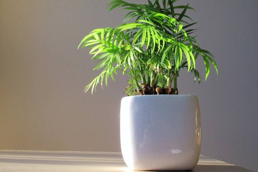 How to Grow Bamboo in Pots