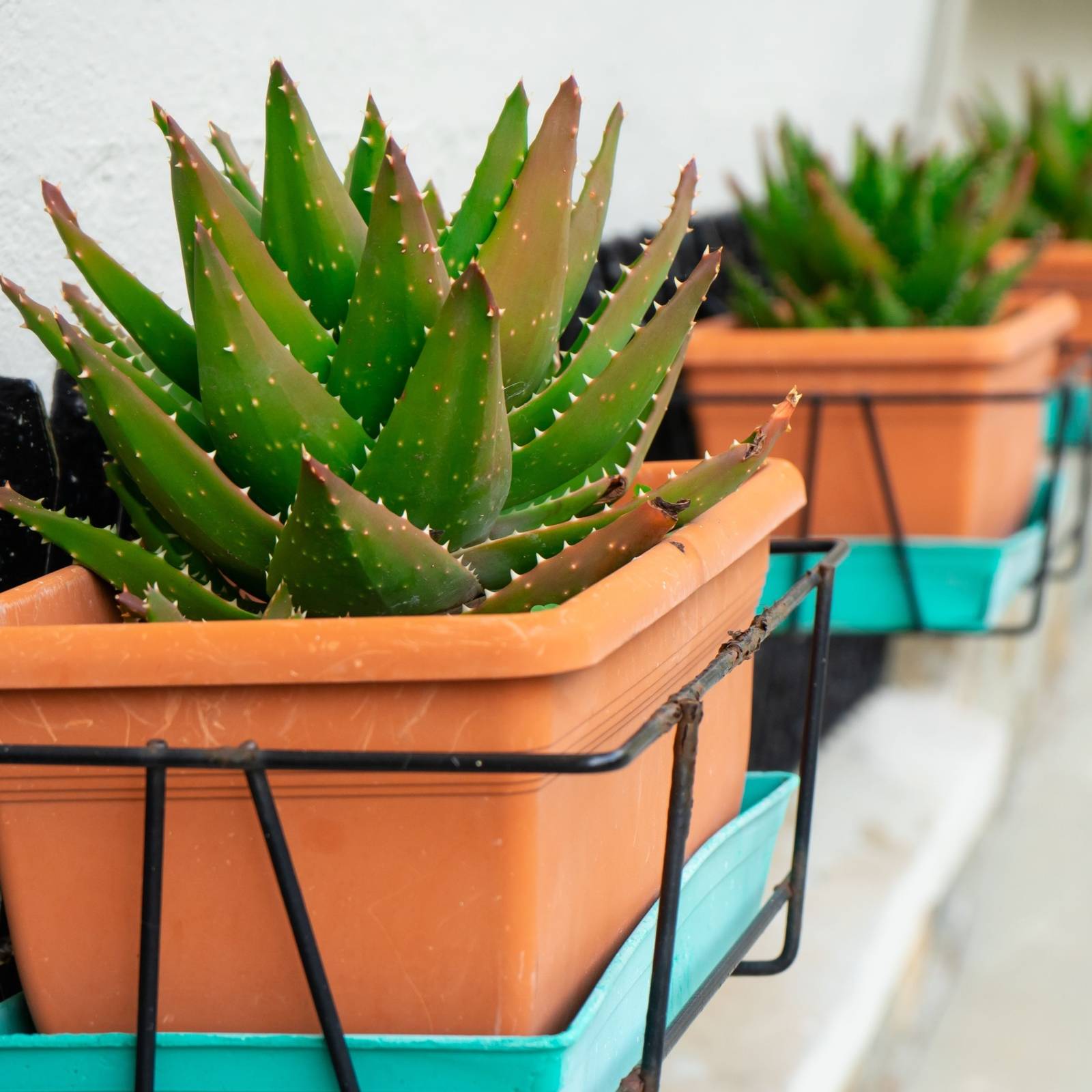 Why Your Aloe Plant is Turning Brown