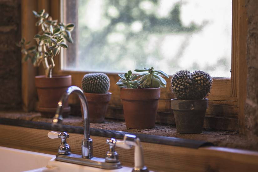 How to Grow and Care For Indoor Cacti