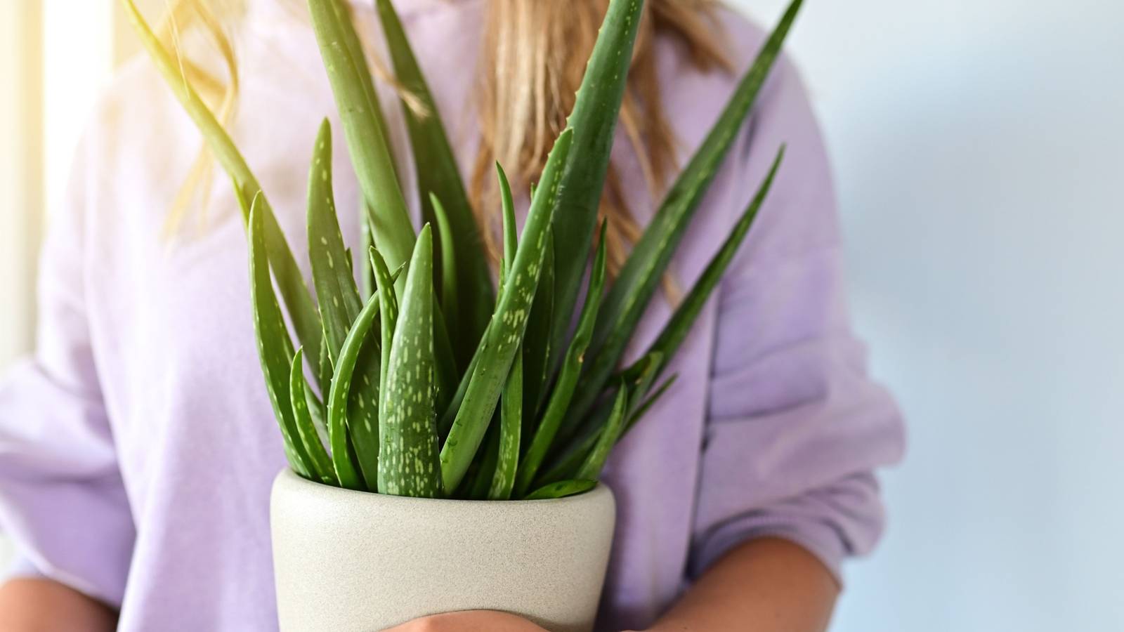 How Often Should You Water Your Aloe Plant?