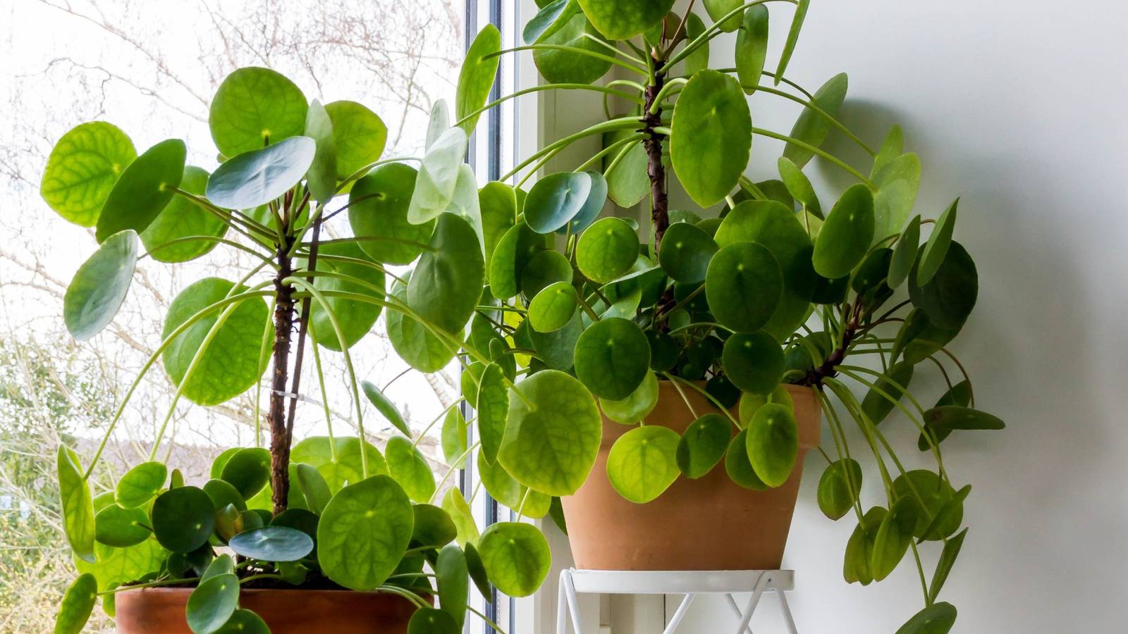 3 Tips For Growing a Chinese Money Plant