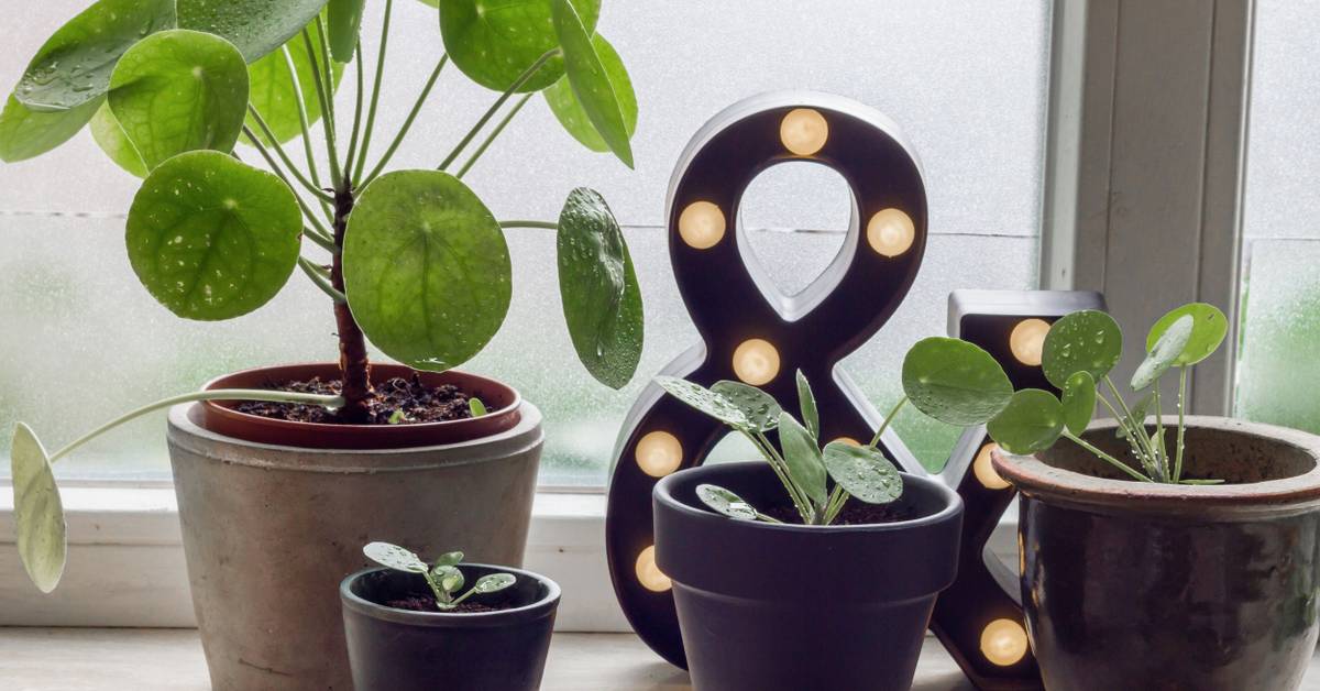 6 Benefits of Having a Chinese Money Plant in Your Home