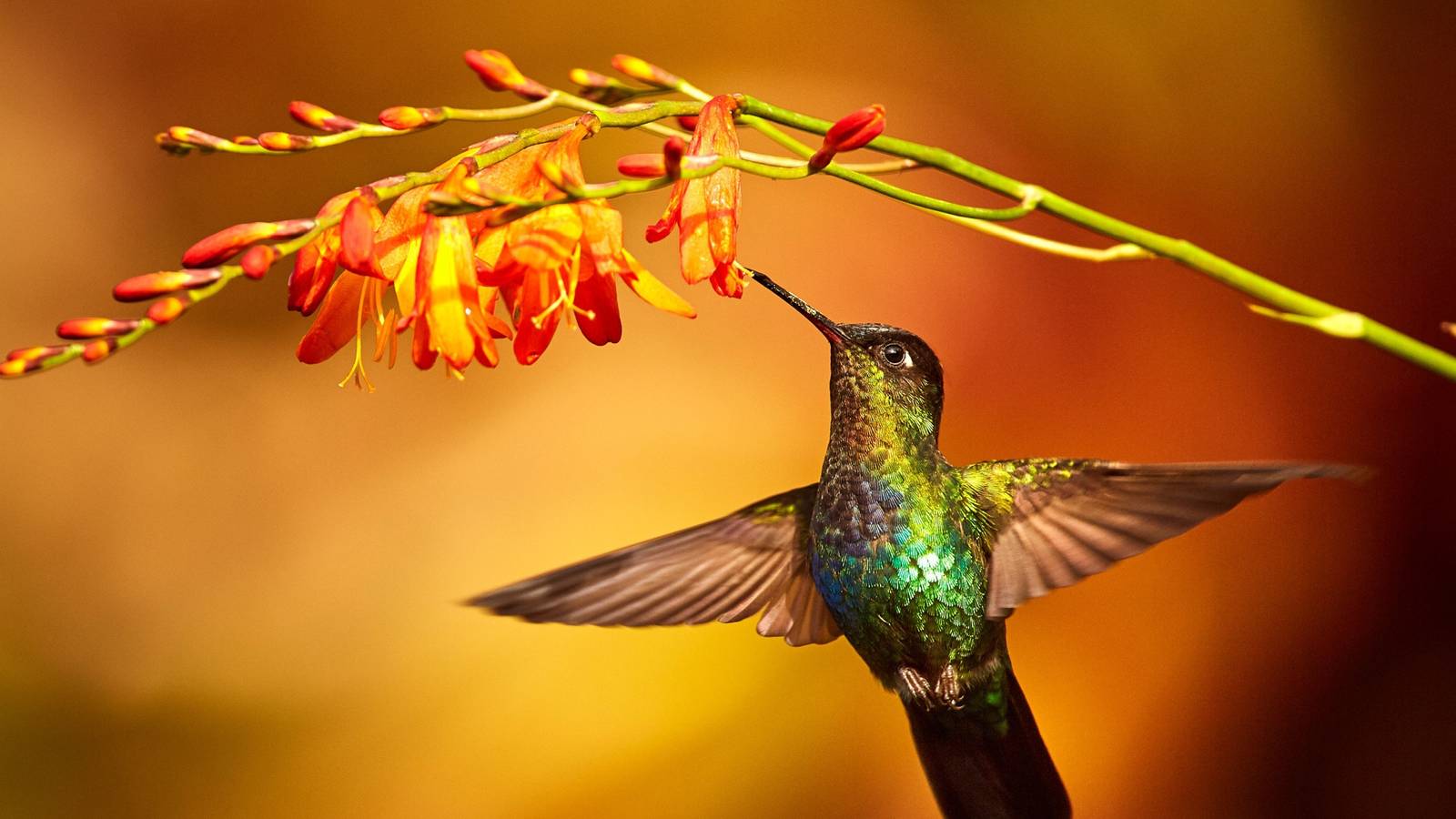 10 Plants That Attract Hummingbirds to Your Garden