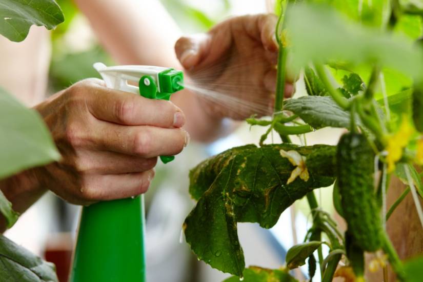 monstera variegata samen kaufen Möchten Sie Monstera Deliciosa-Samen kaufen? | Züchten Sie Ihr eigenes  Fensterblatt