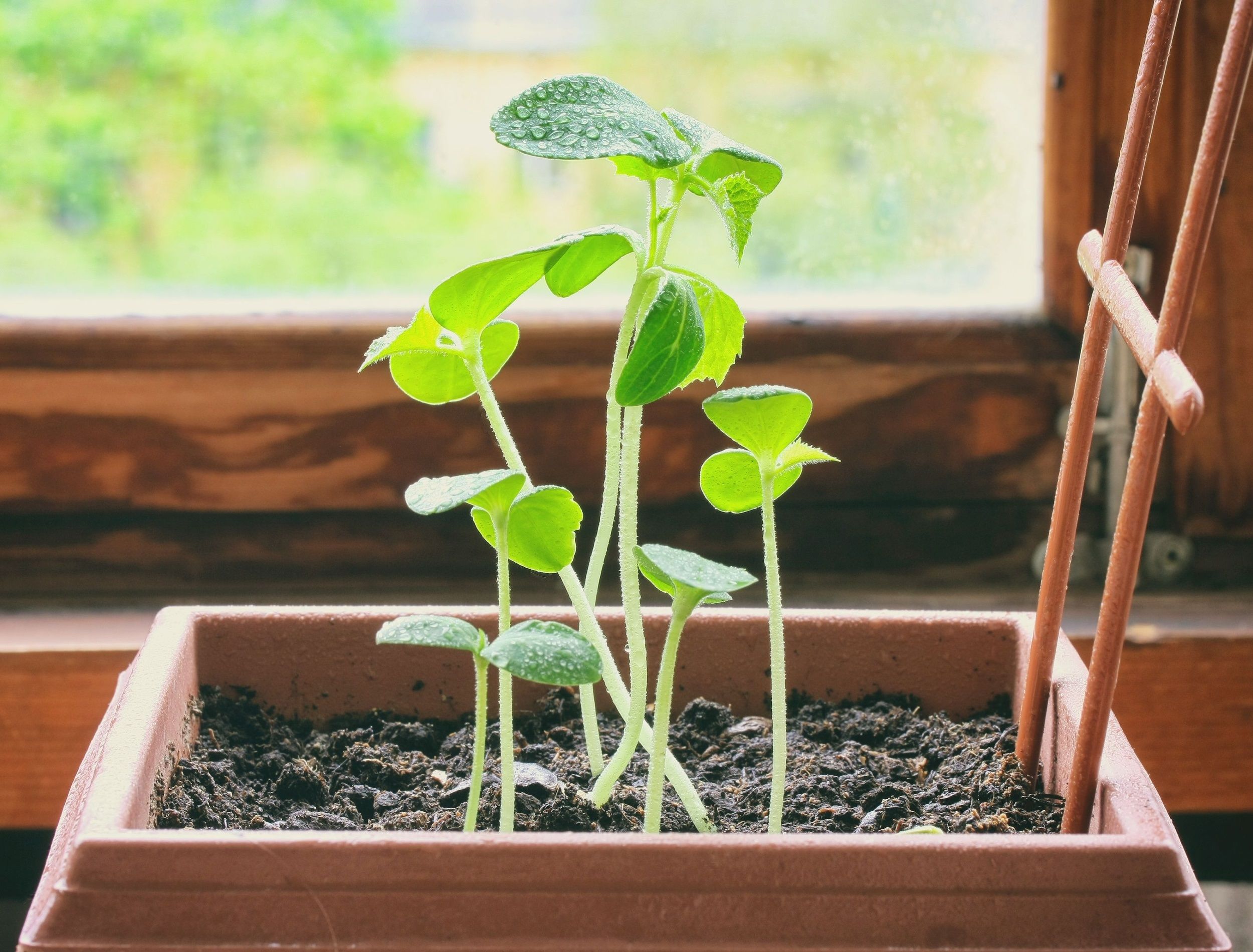 How To Grow Cucumbers From Seed