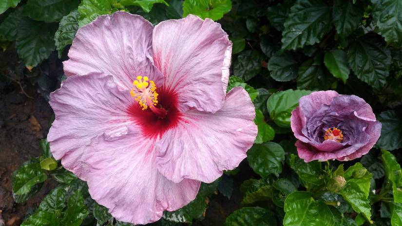 6 Tips for Growing Hibiscus