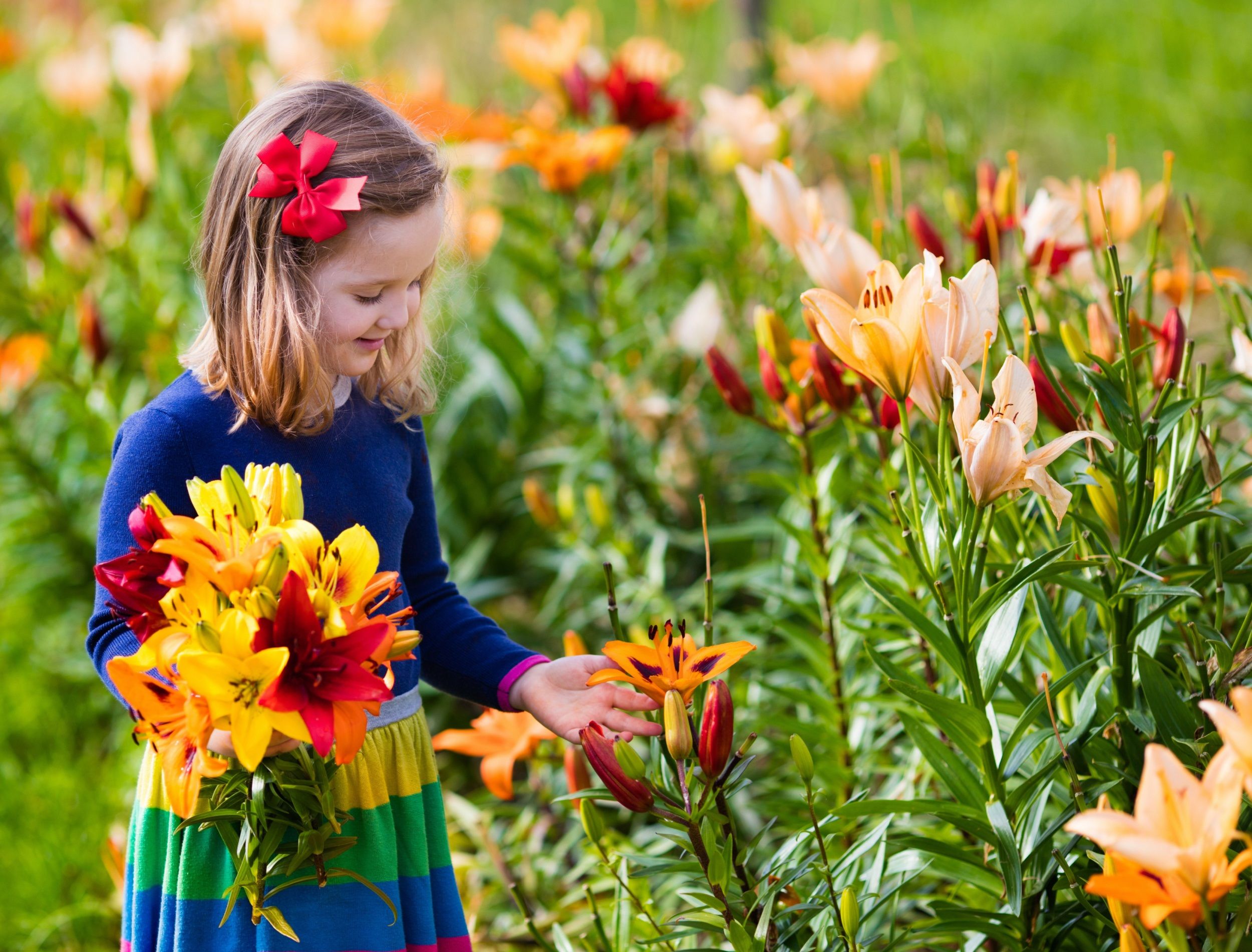 garden-of-lilies.jpg?w=1600&h=