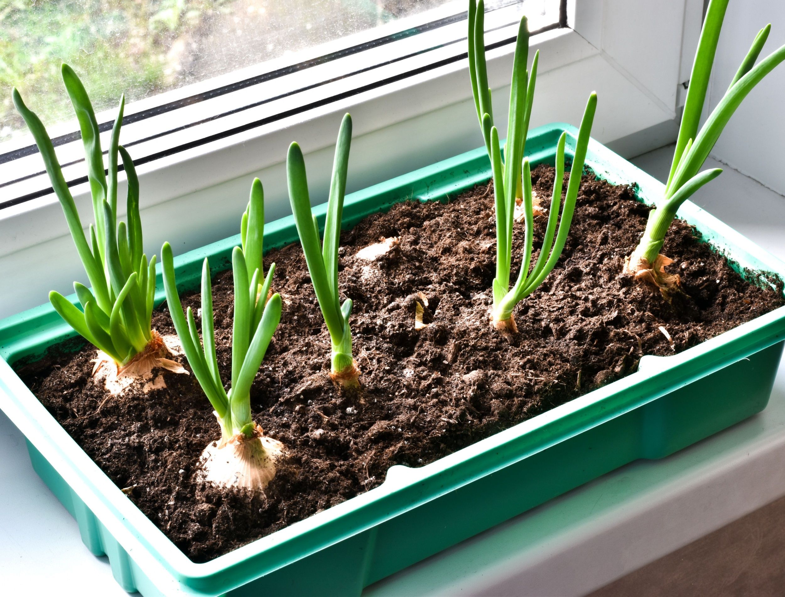 3 Best Onion Varieties to Grow at Home