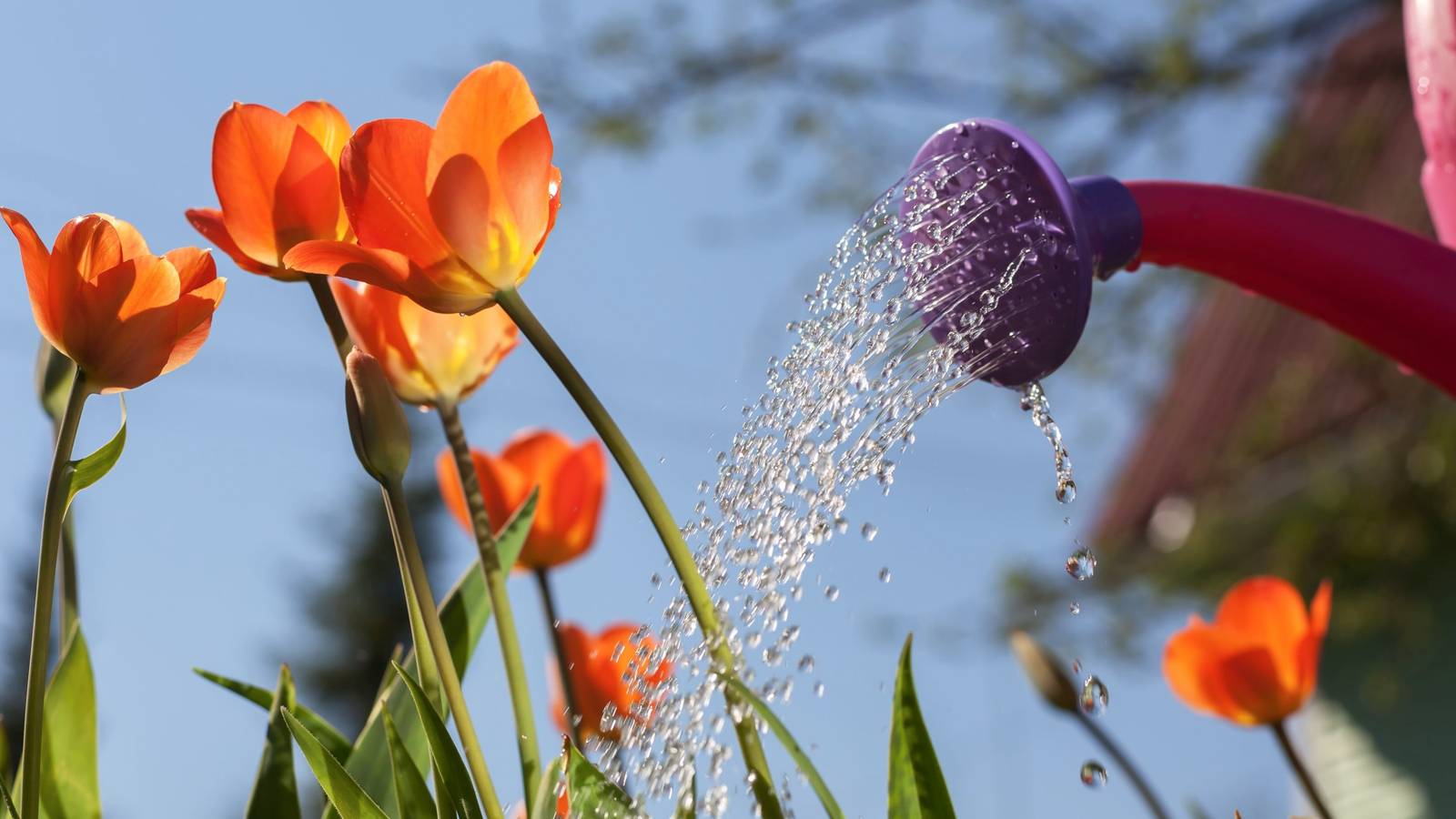 How To Grow And Care For Tulips