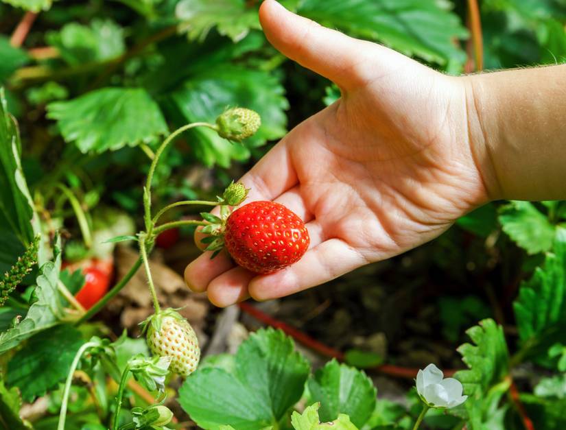 5 Best Fertilizers for Strawberries