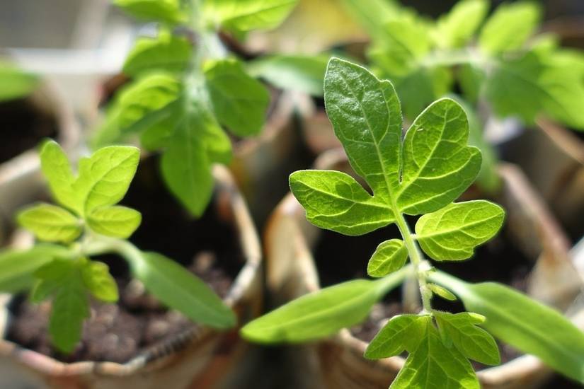 Why You Should Plant Tomato Seedlings Sideways