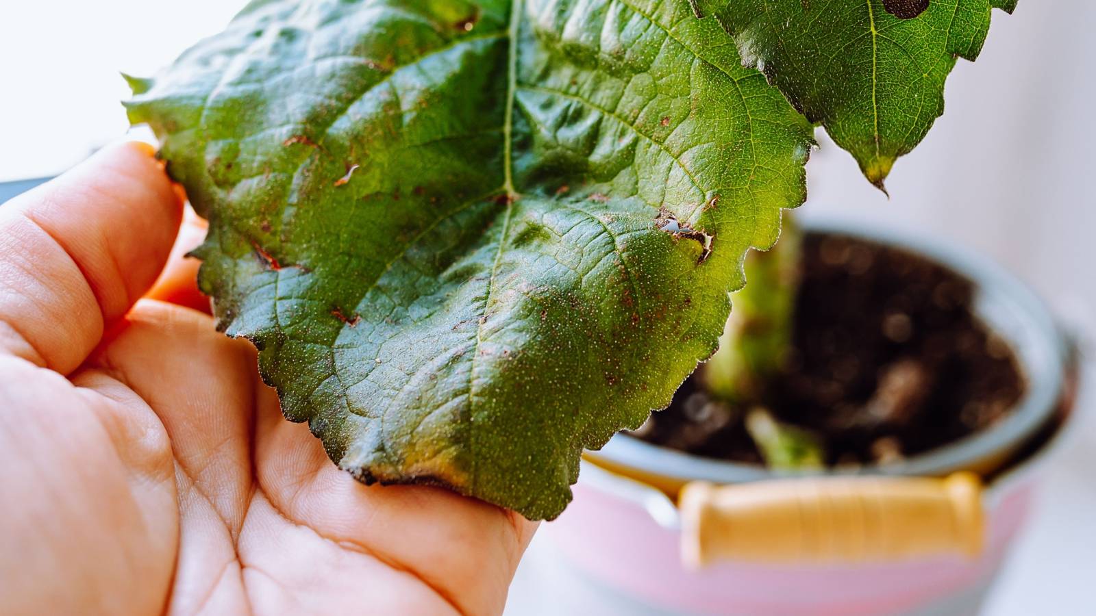 5 Signs Your Houseplant is Infested With Pests