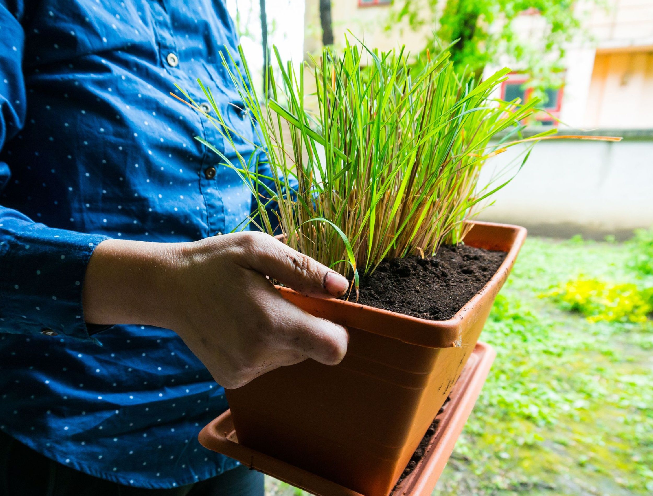 4 Tips for Growing Lemongrass in Pots