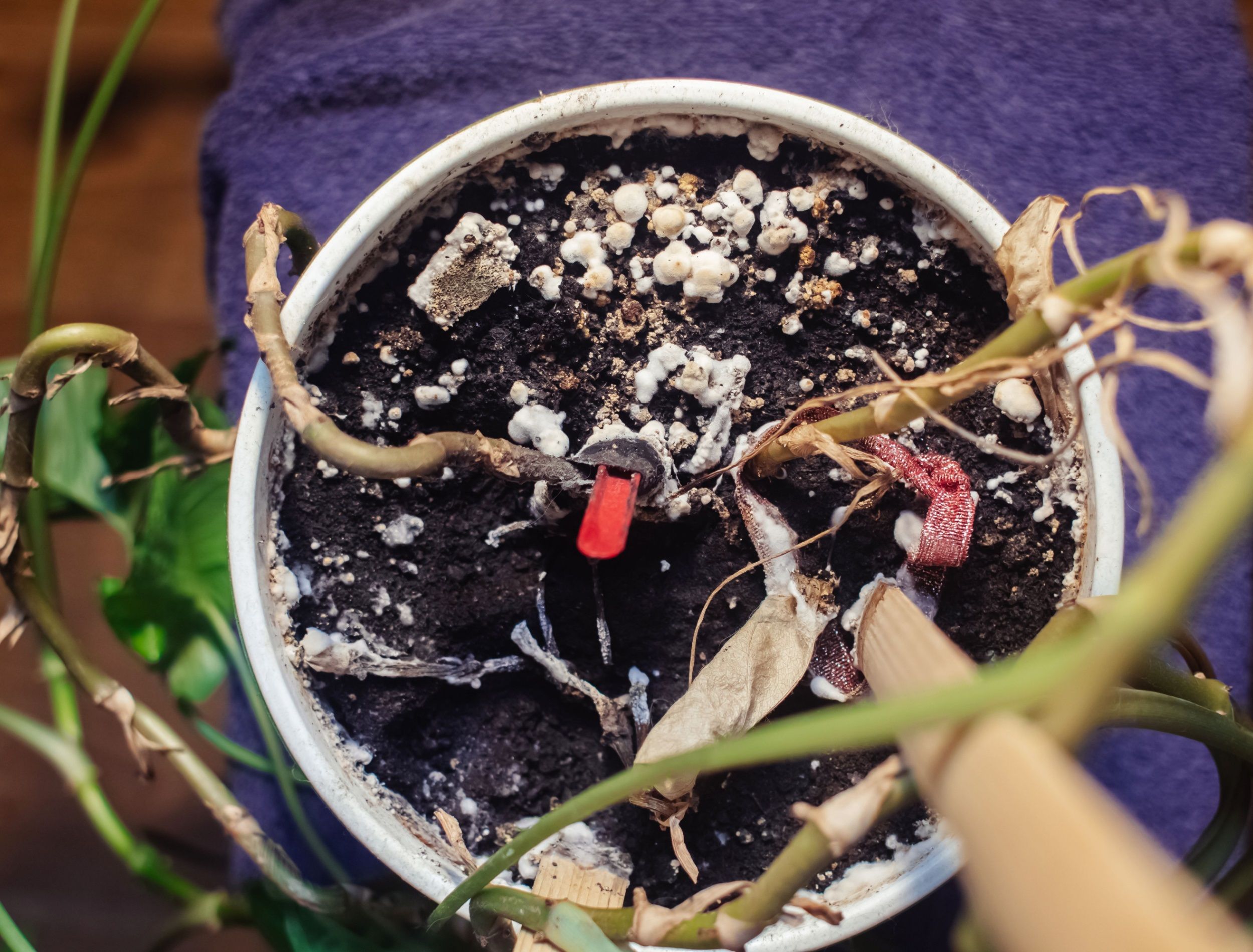 5 Tips for What to Do About Mold in Houseplant Soil
