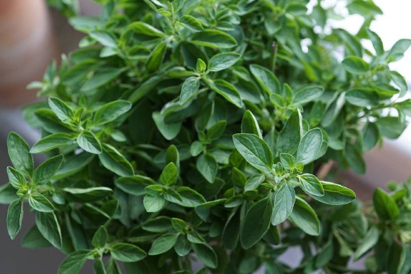 faux plant wall Rain Forest Green Artificial Plant Wall (1x1m) main image 1