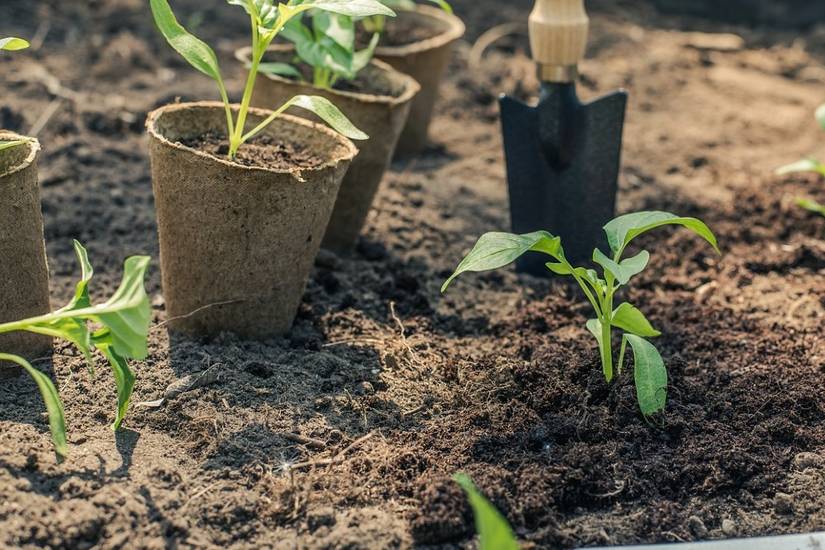 best place to buy terrarium plants Ready-to-Gift Terrariums
