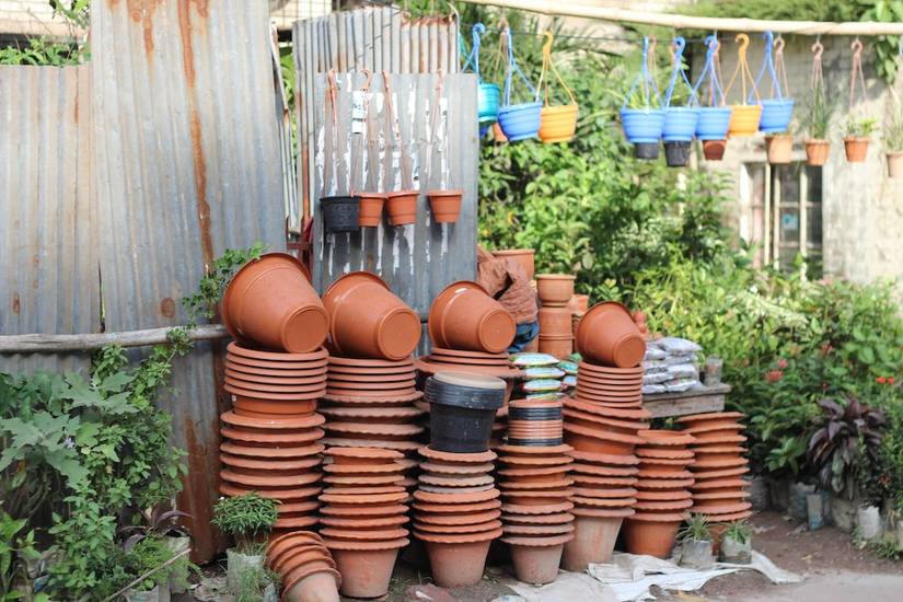 How to Grow Cabbage in Pots