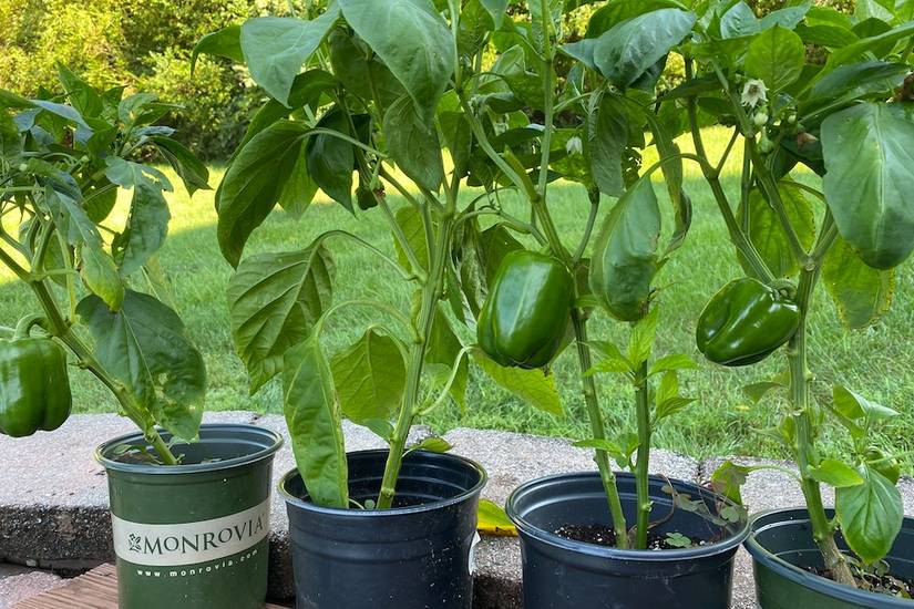 8 Types of Gardening Containers