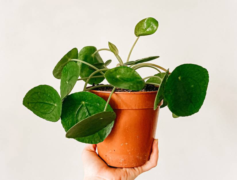 6 Benefits of Having a Chinese Money Plant in Your Home