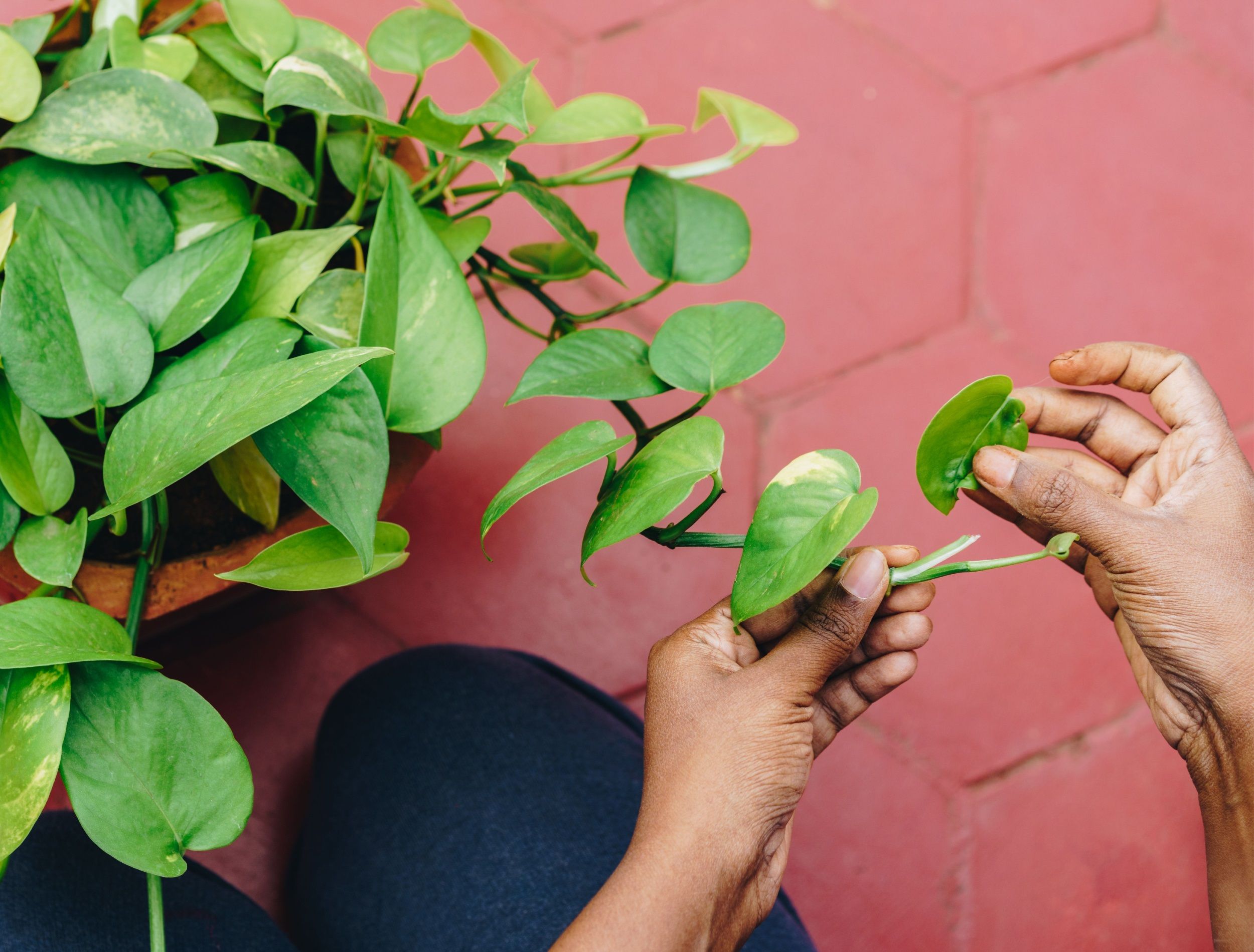 Why Your Pothos Plant is Losing Leaves