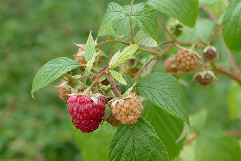 6 Tips For Growing Raspberries in Pots