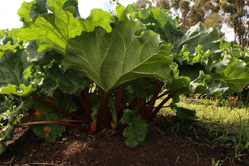How To Grow Rhubarb in Your Garden