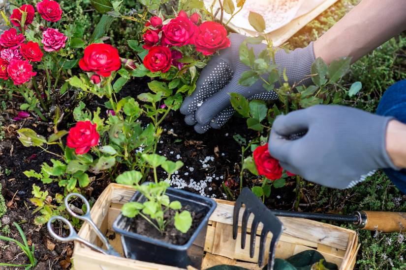 Why You Should Use Epsom Salt for Your Roses