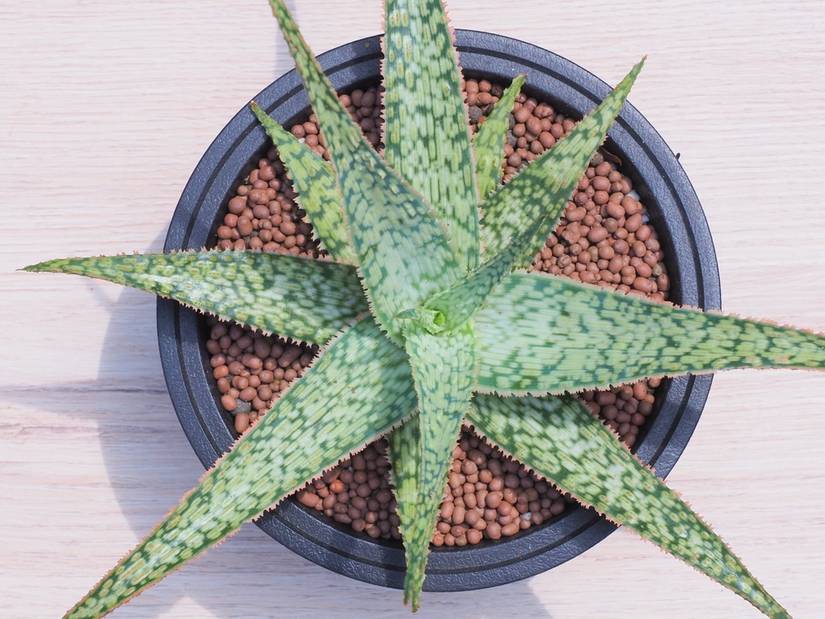 aloe vera facial mask benefits face masks