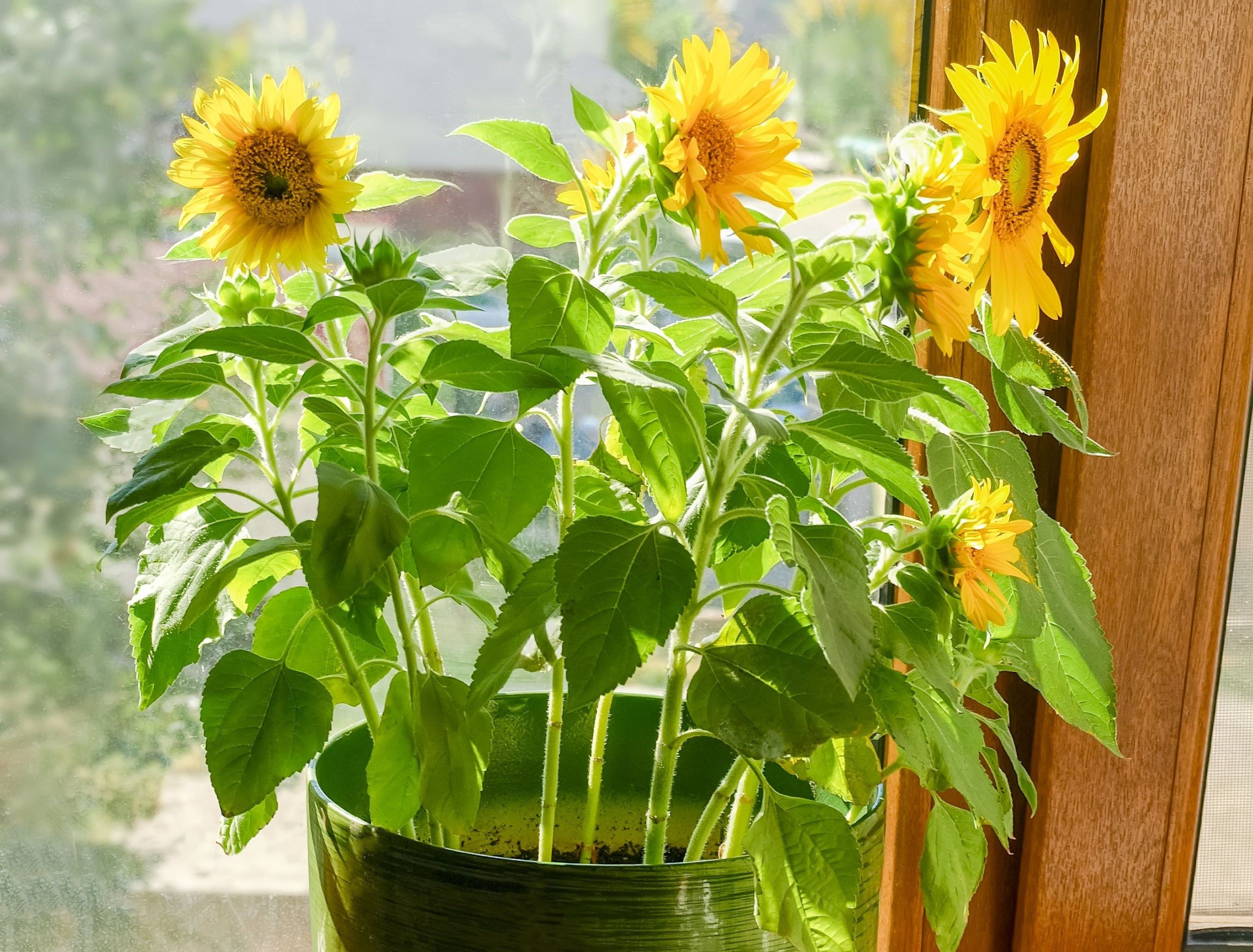7 Tips for Growing Sunflowers in Pots