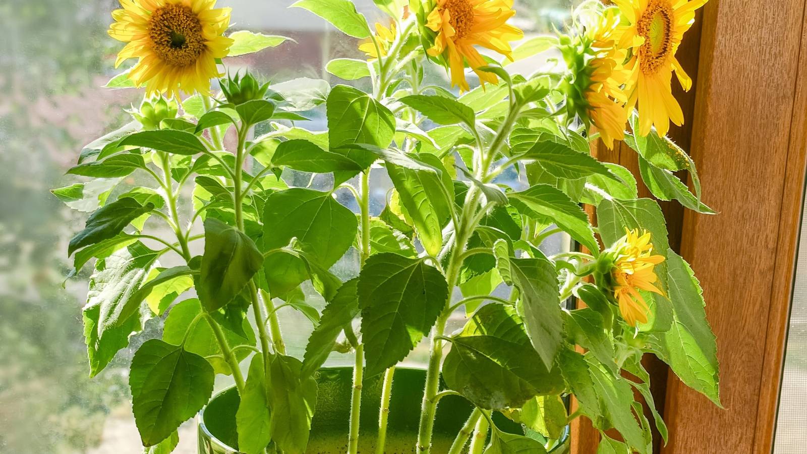 7 Tips for Growing Sunflowers in Pots